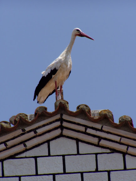 Spotting Image 1