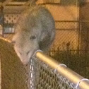 Opossum