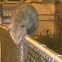Opossum