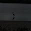 Great Heron