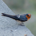 Pacific Swallow