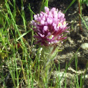 Owl's Clover