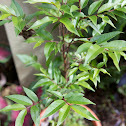 Cas Guava Tree