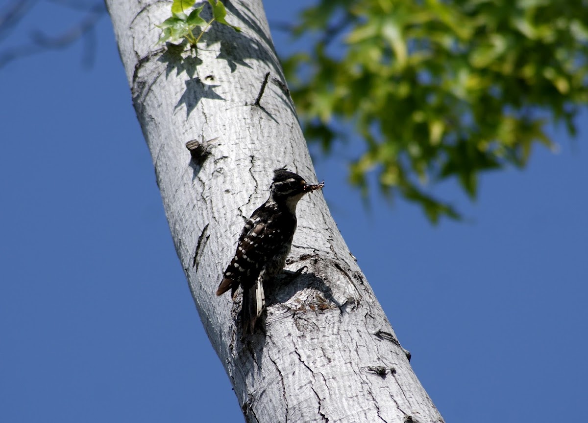 Female Nuttall's woodpecker