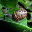 garden snail