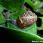 garden snail