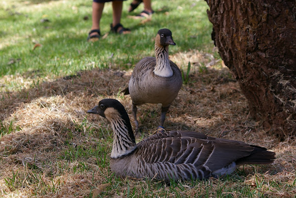 Spotting Image 1