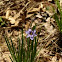 Blue-eyed grass