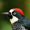 Acorn Woodpecker
