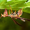 Mantis Fly