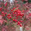 Nandina
