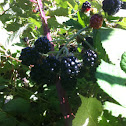 Blackberry
