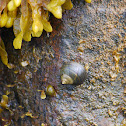 aquatic snail