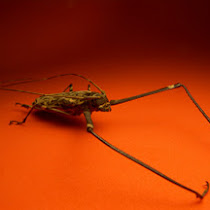 Beetles of Ecuador