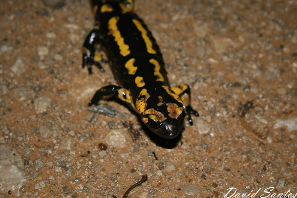 Spotting Image 1
