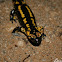 Salamandra