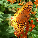 Great Spangled Fritillary
