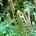 Western Sword Fern