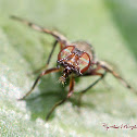 Boatman Fly