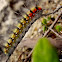 Psilogaster loti