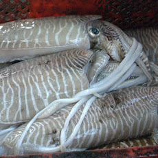 Cuttlefish Veneziana