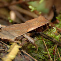 Toad