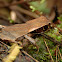 Toad