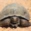 Gopher tortoise
