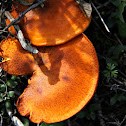 Cogumelo -Gymnopilus junonius
