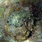 Sea Hare