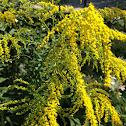 Canada Goldenrod