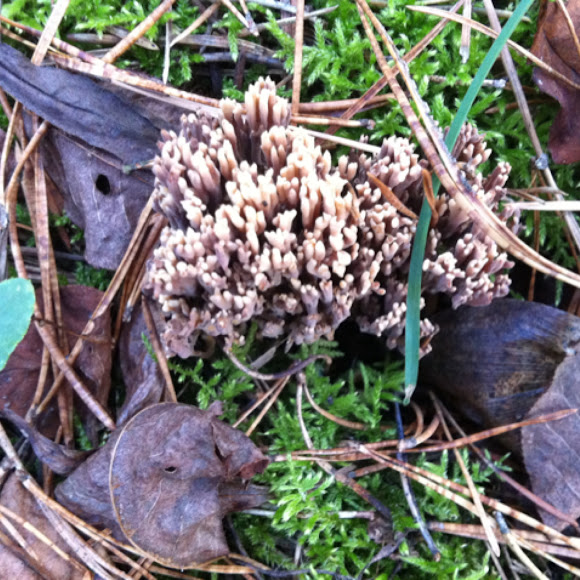 Spotting Image 1