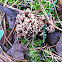 Coral Fungus