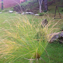 Papiro Gigante, Giant Papyrus