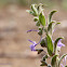 Vinegar Weed