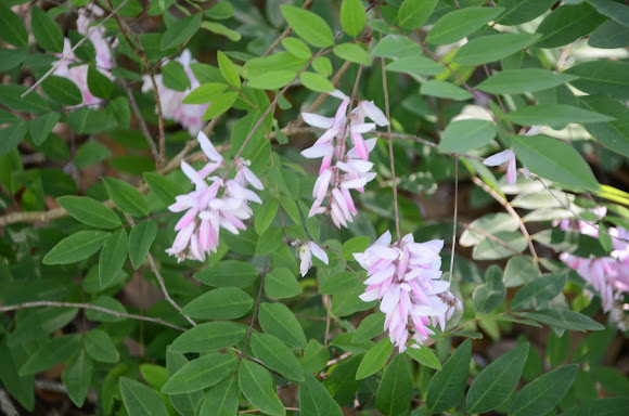 Spotting Image 1