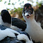 (Juvenile) Muscovy