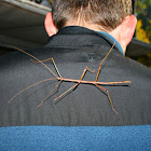 Walking Stick