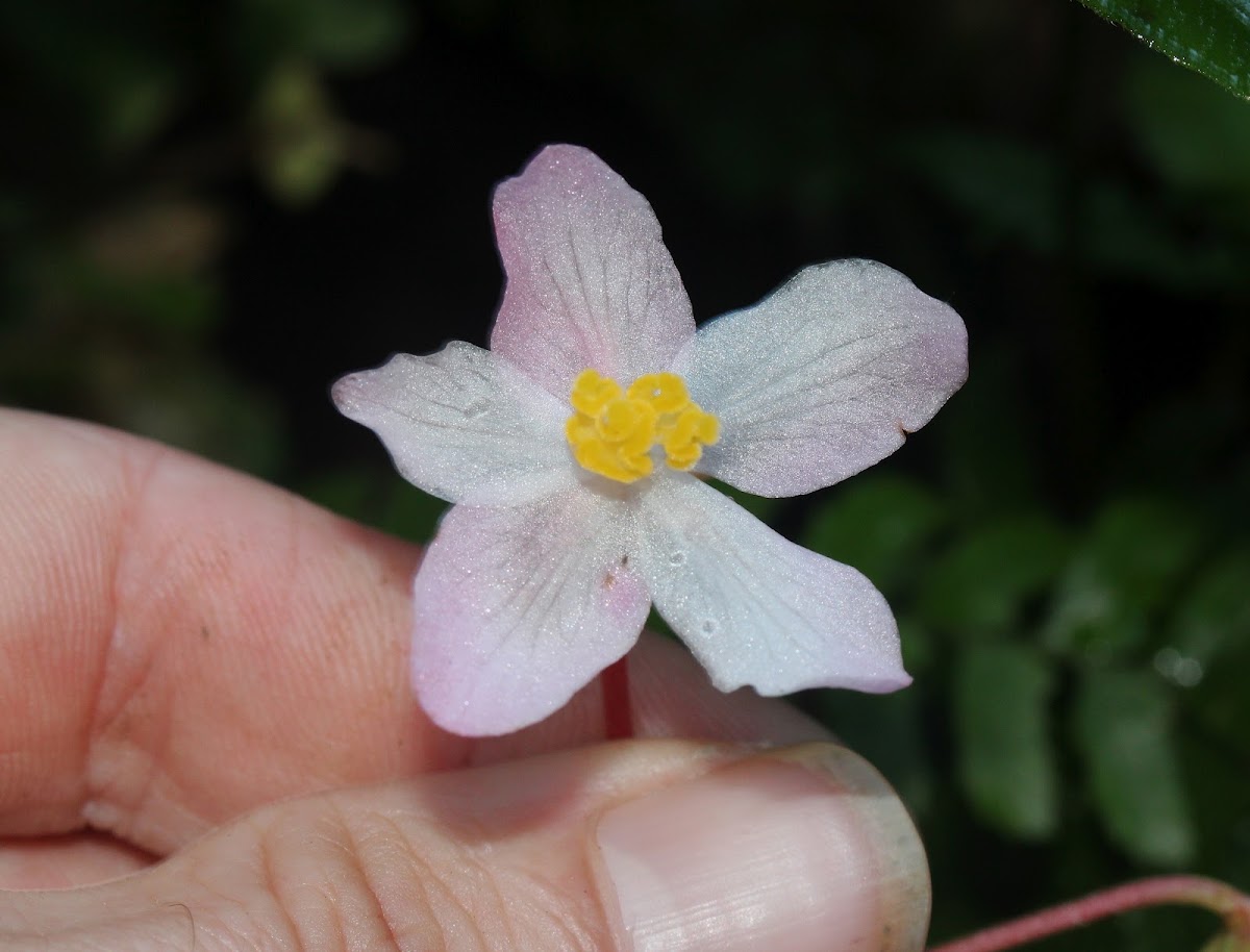 Begonia