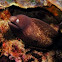 White-eyed Moray Eel