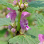 Spotted Deadnettle