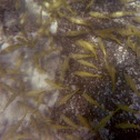Yellow Goatfish