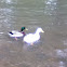 Male mallard duck with unidentified white duck