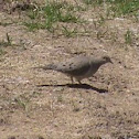 Mourning Dove