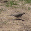 Mourning Dove