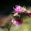 Cirsium rivulare