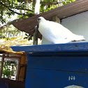 Rock dove