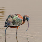 Glossy Ibis