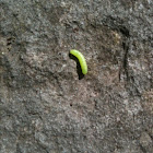 Inch worm