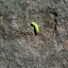 Inch worm